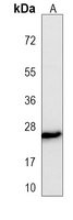 MLL3 Mouse Monoclonal Antibody
