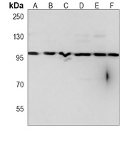 CD276 Mouse Monoclonal Antibody