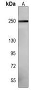 LRRK2 Mouse Monoclonal Antibody
