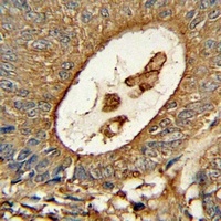 ACOX1 Mouse Monoclonal Antibody
