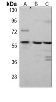 Caspase 8 Mouse Monoclonal Antibody