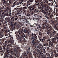 Beclin-1 Mouse Monoclonal Antibody
