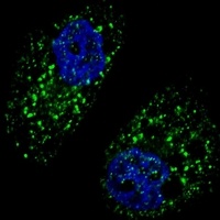 Beclin-1 Mouse Monoclonal Antibody