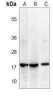 PIN1 Mouse Monoclonal Antibody
