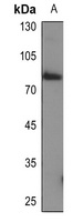 GAB1 Mouse Monoclonal Antibody