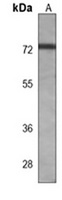 TNK1 Mouse Monoclonal Antibody