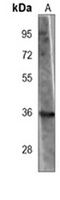 Nmi Mouse Monoclonal Antibody