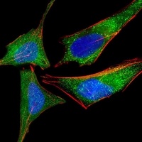 Nmi Mouse Monoclonal Antibody
