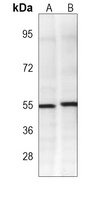 TRAF2 Mouse Monoclonal Antibody