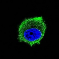 TRAF2 Mouse Monoclonal Antibody