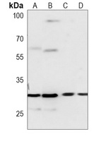 BCLX Mouse Monoclonal Antibody