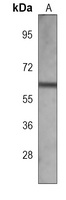 GAD2 Mouse Monoclonal Antibody