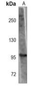 TLE4 Mouse Monoclonal Antibody
