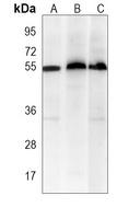 XIAP Mouse Monoclonal Antibody