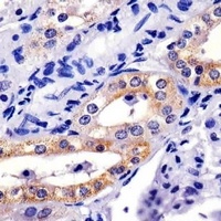 XIAP Mouse Monoclonal Antibody