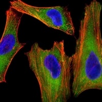 XIAP Mouse Monoclonal Antibody