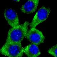c-FER Mouse Monoclonal Antibody