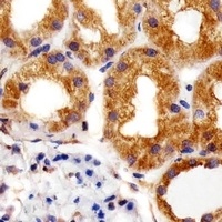RPS6 Mouse Monoclonal Antibody