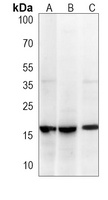 SUMO2 Mouse Monoclonal Antibody