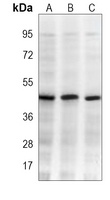 Beta-actin Mouse Monoclonal Antibody