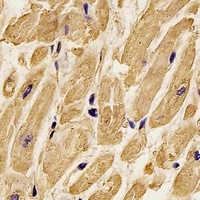 Beta-actin Mouse Monoclonal Antibody