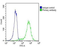 Beta-actin Mouse Monoclonal Antibody