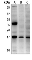 SUMO3 Mouse Monoclonal Antibody