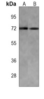 AMPK alpha 2 Mouse Monoclonal Antibody