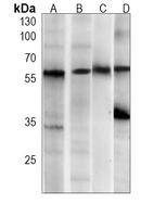 USP14 Mouse Monoclonal Antibody