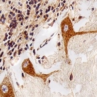 PPT Mouse Monoclonal Antibody