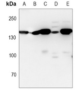 CTCF Mouse Monoclonal Antibody