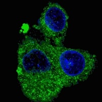 FASN Mouse Monoclonal Antibody
