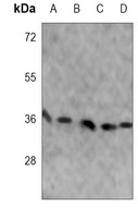 APE1 Mouse Monoclonal Antibody