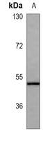 PAX6 Mouse Monoclonal Antibody