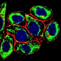 PAX6 Mouse Monoclonal Antibody