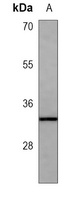 CD40 Mouse Monoclonal Antibody