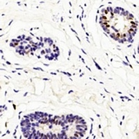 GATA3 Mouse Monoclonal Antibody