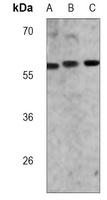 ME2 Mouse Monoclonal Antibody