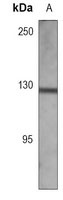 CD49f Mouse Monoclonal Antibody