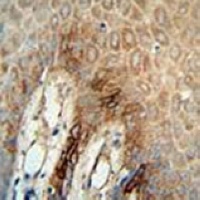 CD49f Mouse Monoclonal Antibody