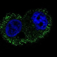 CD49f Mouse Monoclonal Antibody