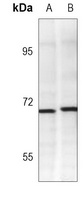 CD138 Mouse Monoclonal Antibody