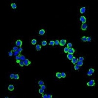 CD138 Mouse Monoclonal Antibody