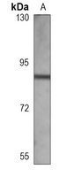 CD44 Mouse Monoclonal Antibody