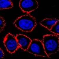 CD44 Mouse Monoclonal Antibody
