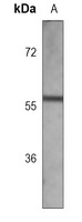 ETS1 Mouse Monoclonal Antibody
