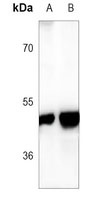 GFAP Mouse Monoclonal Antibody