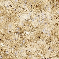 GFAP Mouse Monoclonal Antibody