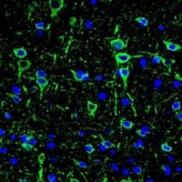 MAP2 Mouse Monoclonal Antibody