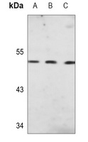 Gamma-enolase Mouse Monoclonal Antibody